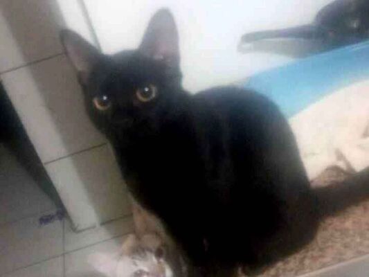Gato para adoção Ambos Médio 2 a 6 meses