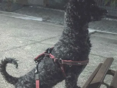 Cao Poodle Pequeno 5-anos