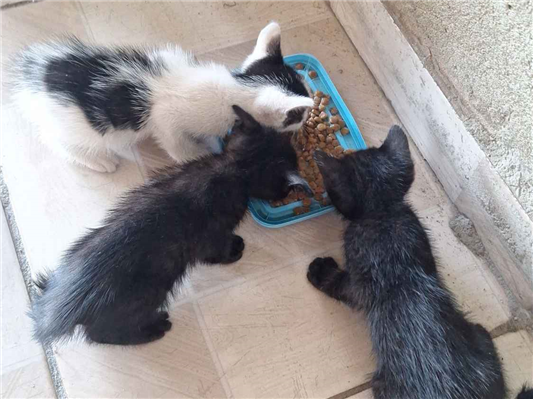 Gato para adoção Fêmea Pequeno 2 a 6 meses