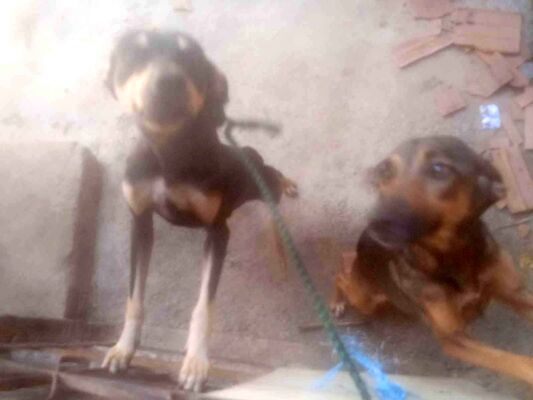 Cachorro cão para adoção Macho Médio  1 ano 