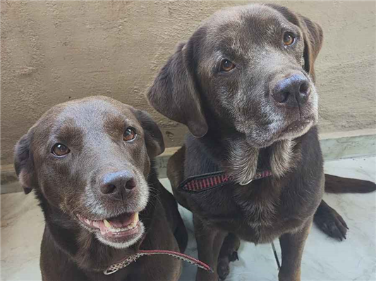 Cachorro cão para adoção Ambos Médio  6 anos Acima 