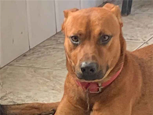 Cachorro cão para adoção Macho Médio  2 anos 