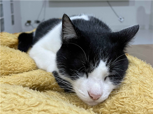 Gato para adoção Ambos Médio 2 a 6 meses