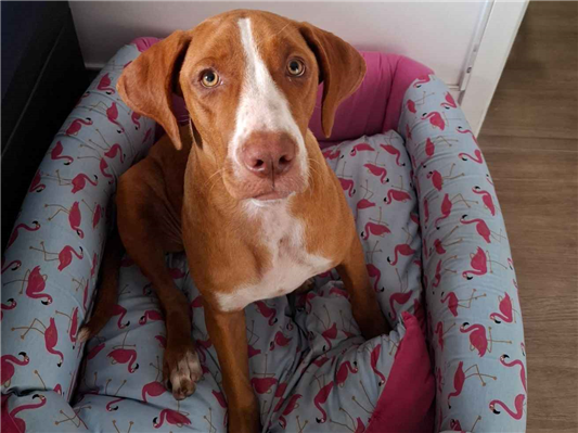 Cachorro cão para adoção Fêmea Médio  2 a 6 meses 