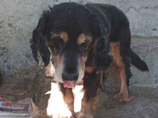 Cachorro cão para adoção Macho Médio  1 ano 