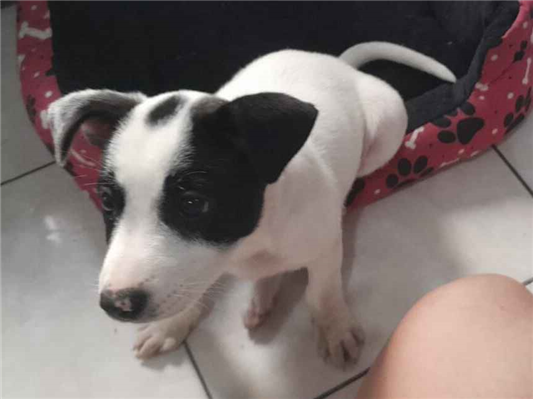 Cachorro cão para adoção Fêmea Médio  Abaixo de 2 meses 