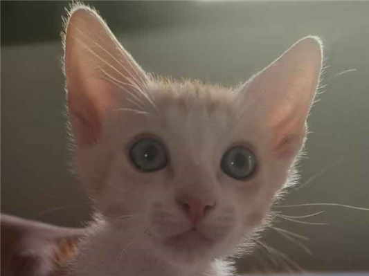 Gato para adoção Macho Pequeno 2 a 6 meses