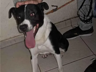 Cao SRD-ViraLata Medio 1-ano