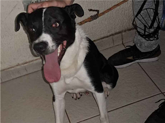 Cachorro cão para adoção Macho Médio  1 ano 