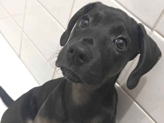 Cachorro cão para adoção Fêmea Médio  2 a 6 meses 