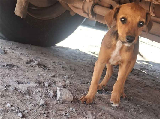 Cachorro cão para adoção Fêmea Pequeno Abaixo de 2 meses 