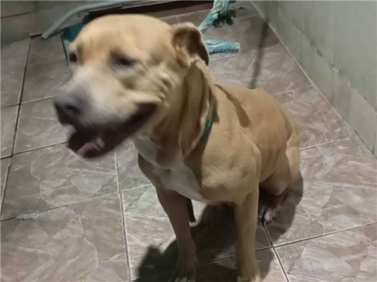 Cachorro cão para adoção Fêmea Médio  5 anos 