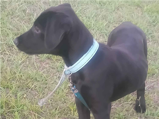 Cachorro cão para adoção Macho Médio  2 a 6 meses 