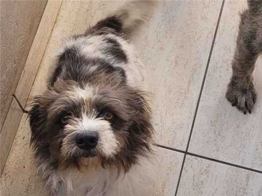 Cachorro cão para adoção Macho Pequeno 2 anos 