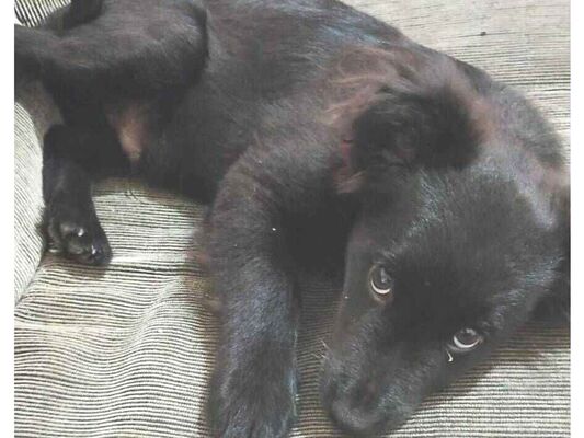 Cachorro cão para adoção Macho Médio  2 a 6 meses 