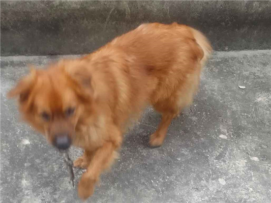Cachorro cão para adoção Macho Médio  1 ano 
