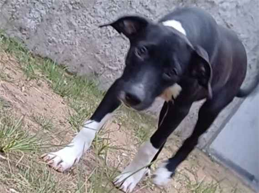 Cachorro cão para adoção Fêmea Médio  2 a 6 meses 