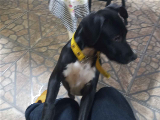 Cachorro cão para adoção Fêmea Médio  2 a 6 meses 