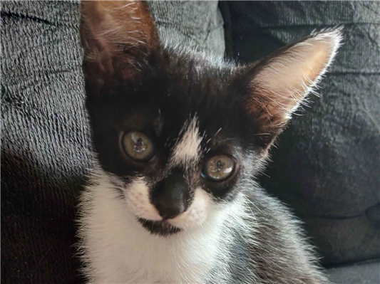 Gato para adoção Fêmea Pequeno Abaixo de 2 meses