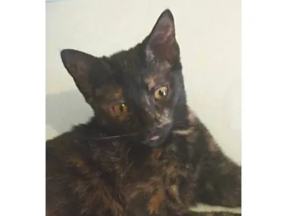 Gato SRD-ViraLata Pequeno 2-a-6-meses