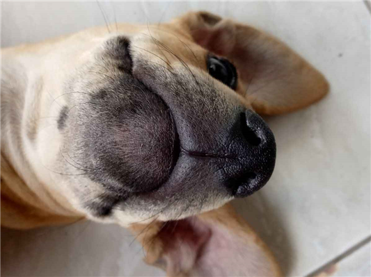 Cachorro cão para adoção Macho Grande 7 a 11 meses 