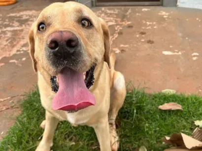 Cao Labrador Grande 2-anos