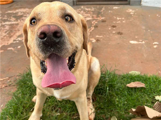 Cao Procura-Perdido Macho Grande 2 anos 