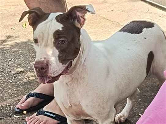 Cachorro cão para adoção Fêmea Grande 3 anos 