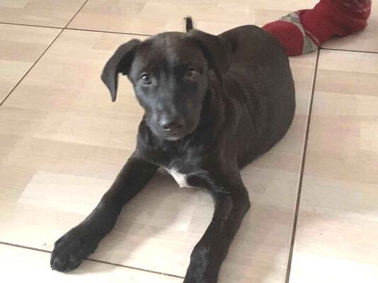 Cachorro cão para adoção Fêmea Grande 2 a 6 meses 