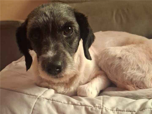 Cachorro cão para adoção Fêmea Pequeno 5 anos 