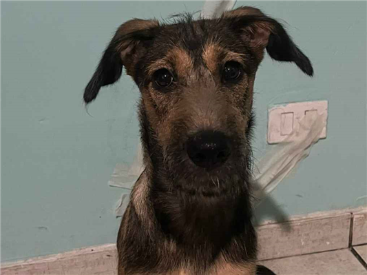 Cachorro cão para adoção Fêmea Médio  2 a 6 meses 
