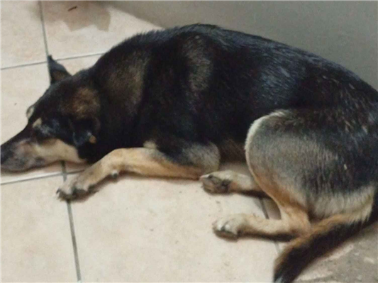 Cao Procura-Perdido Fêmea Médio 2 anos 