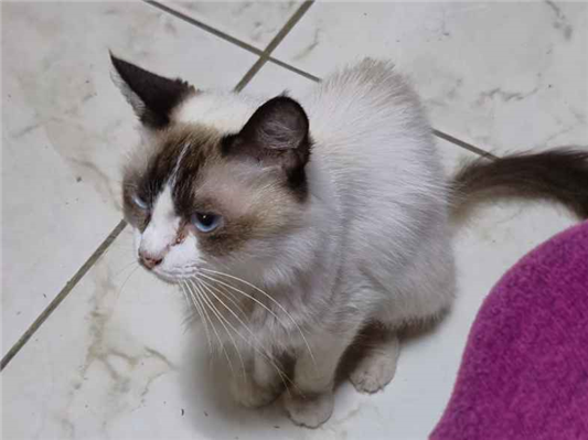 Gato para adoção Fêmea Pequeno 7 a 11 meses