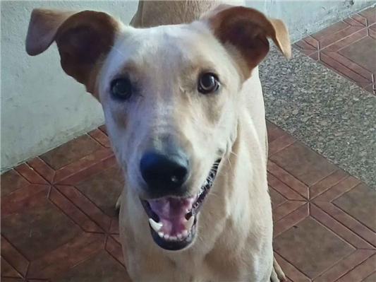 Cachorro cão para adoção Fêmea Grande 1 ano 