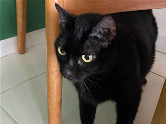 Gato para adoção Fêmea Médio 4 anos