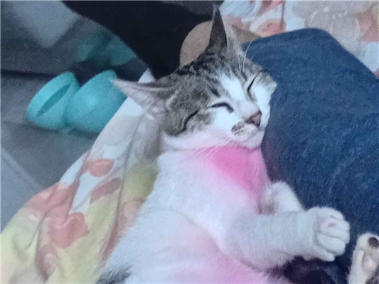 Gato para adoção Fêmea Pequeno 7 a 11 meses