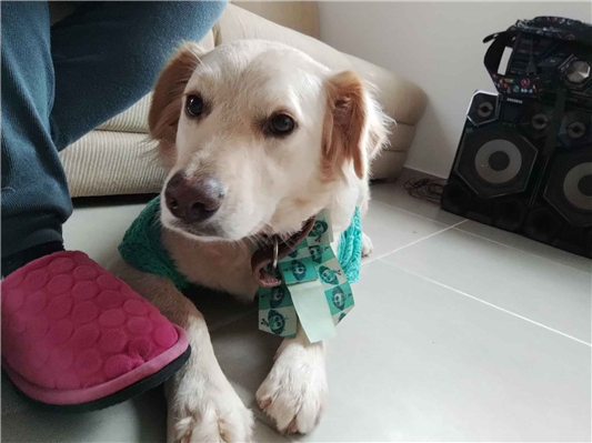 Cachorro cão para adoção Fêmea Médio  2 anos 