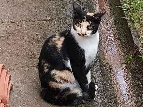 Gato para adoção Fêmea Pequeno 7 a 11 meses