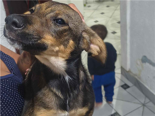 Cachorro cão para adoção Macho Pequeno 7 a 11 meses 