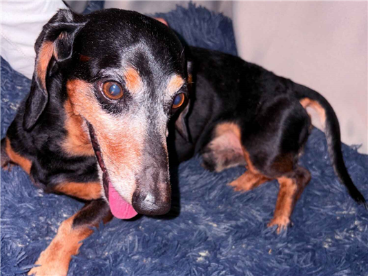 Cachorro cão para adoção Macho Médio  2 a 6 meses 