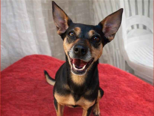 Cao Procura-Perdido Fêmea Pequeno Abaixo de 2 meses 