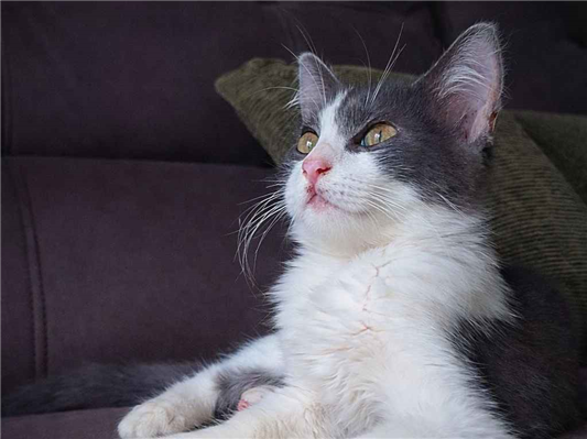 Gato para adoção Macho Pequeno Abaixo de 2 meses