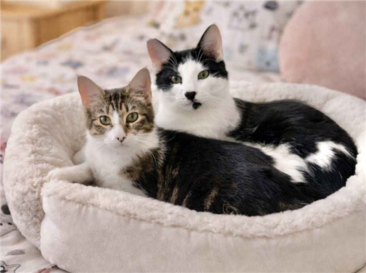 Gato para adoção Ambos Pequeno 2 a 6 meses