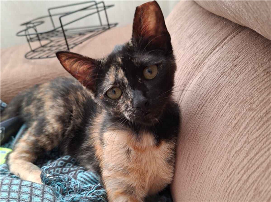 Gato para adoção Fêmea Pequeno 7 a 11 meses