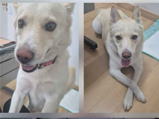 Cao - Fêmea Médio1 ano