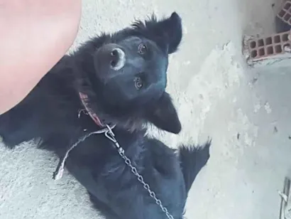 Cao Chow Chow Medio 2-anos