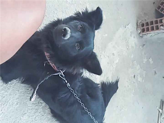 Cao - Ambos Médio2 anos