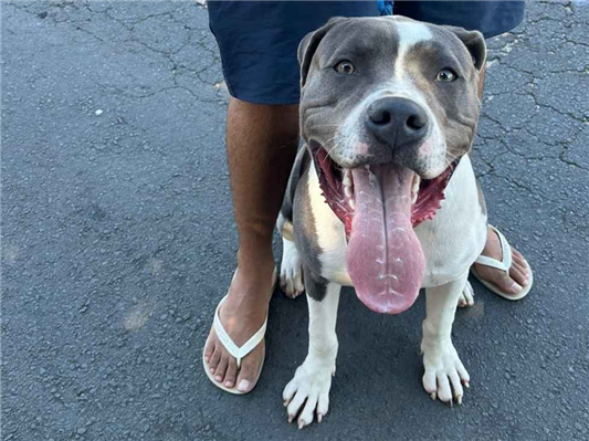 Cachorro cão para adoção Macho Médio  7 a 11 meses 