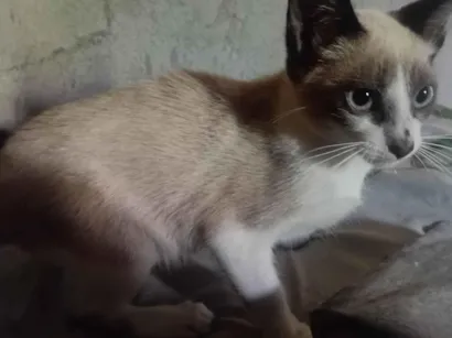 Gato Siamês Pequeno 2-a-6-meses