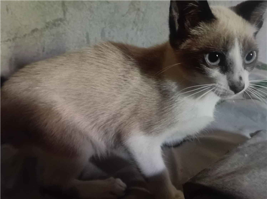 Gato Procura-Perdido Fêmea Pequeno 2 a 6 meses 